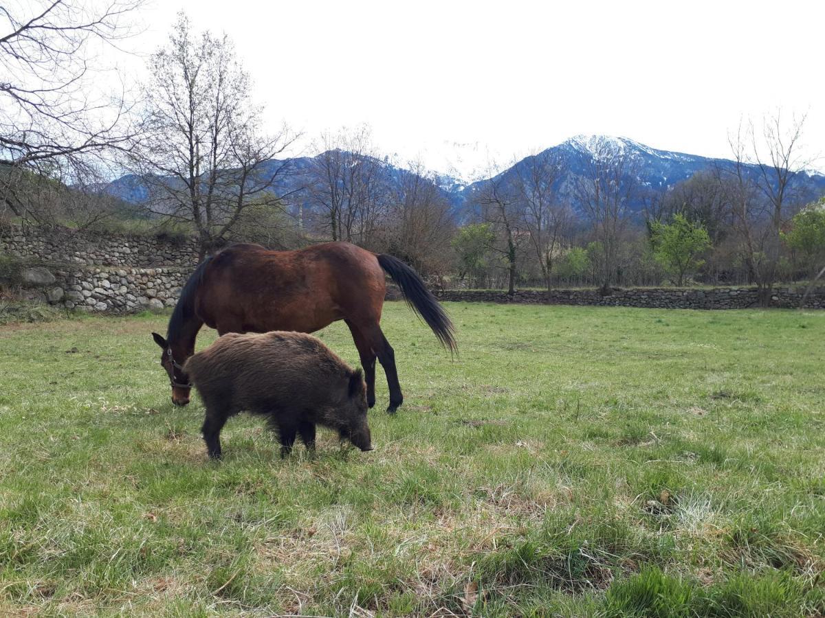 Вилла Chalet Mont Canigo Corneilla-de-Conflent Экстерьер фото